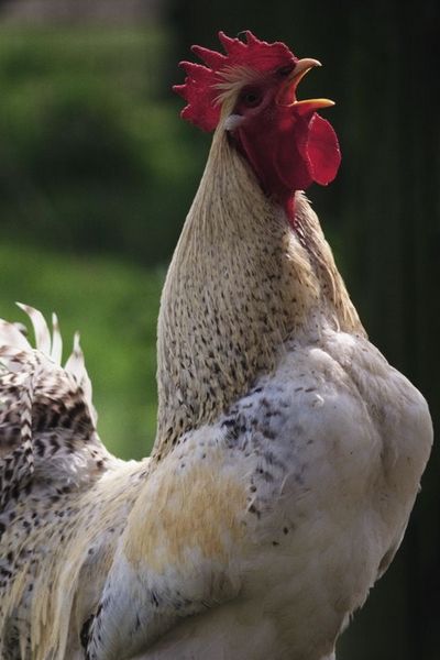 为什么月嫂做月子餐炖鸡时间，一定要让吃公鸡，不让吃母鸡？